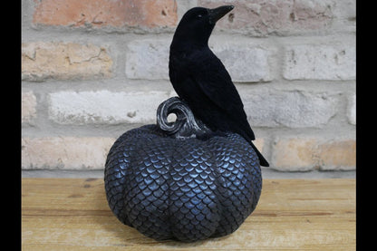 Crow On Pumpkin