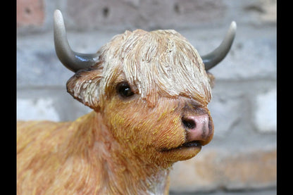 Laying Highland Cow