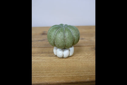 Small Pumpkin