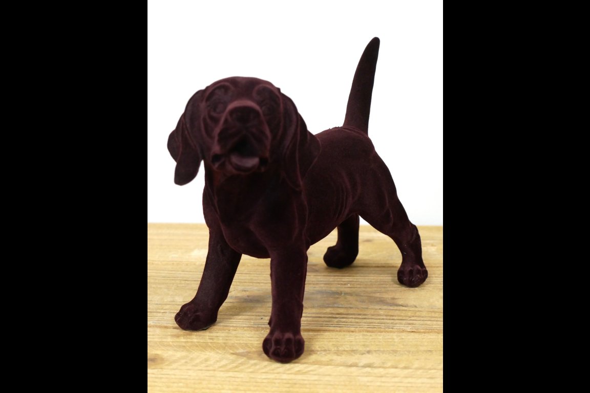 Brown Dog