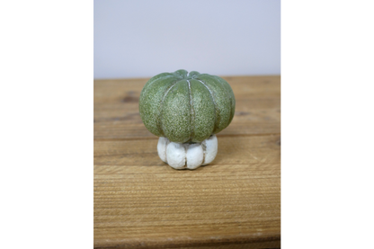 Small Pumpkin