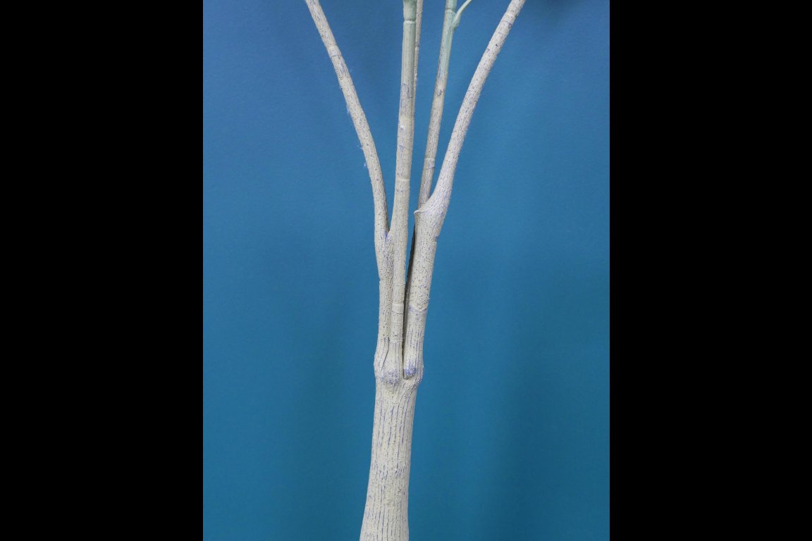 Artificial False Aralia
