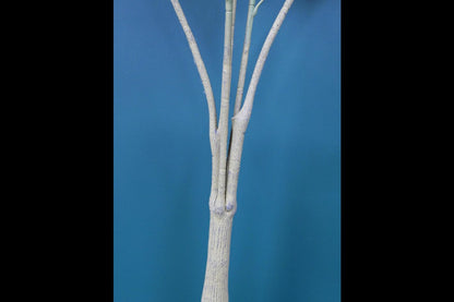Artificial False Aralia