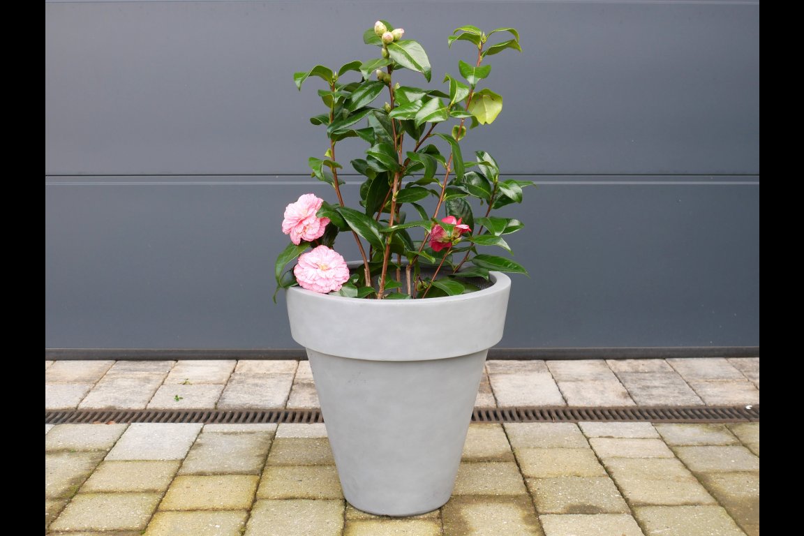 Plant Pot