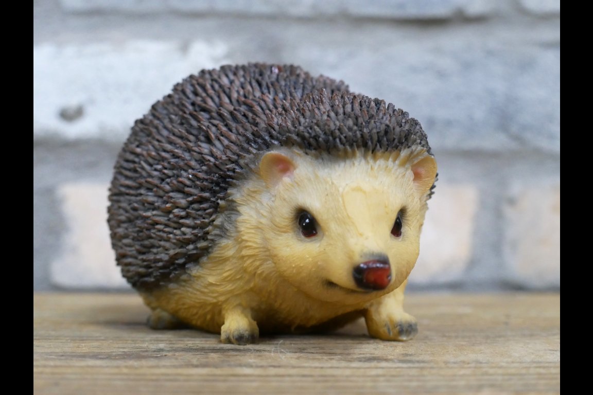 Hedgehog
