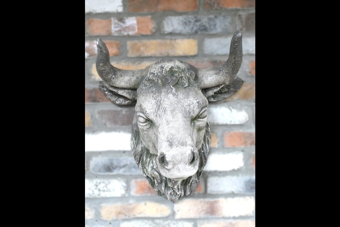 Cow Head