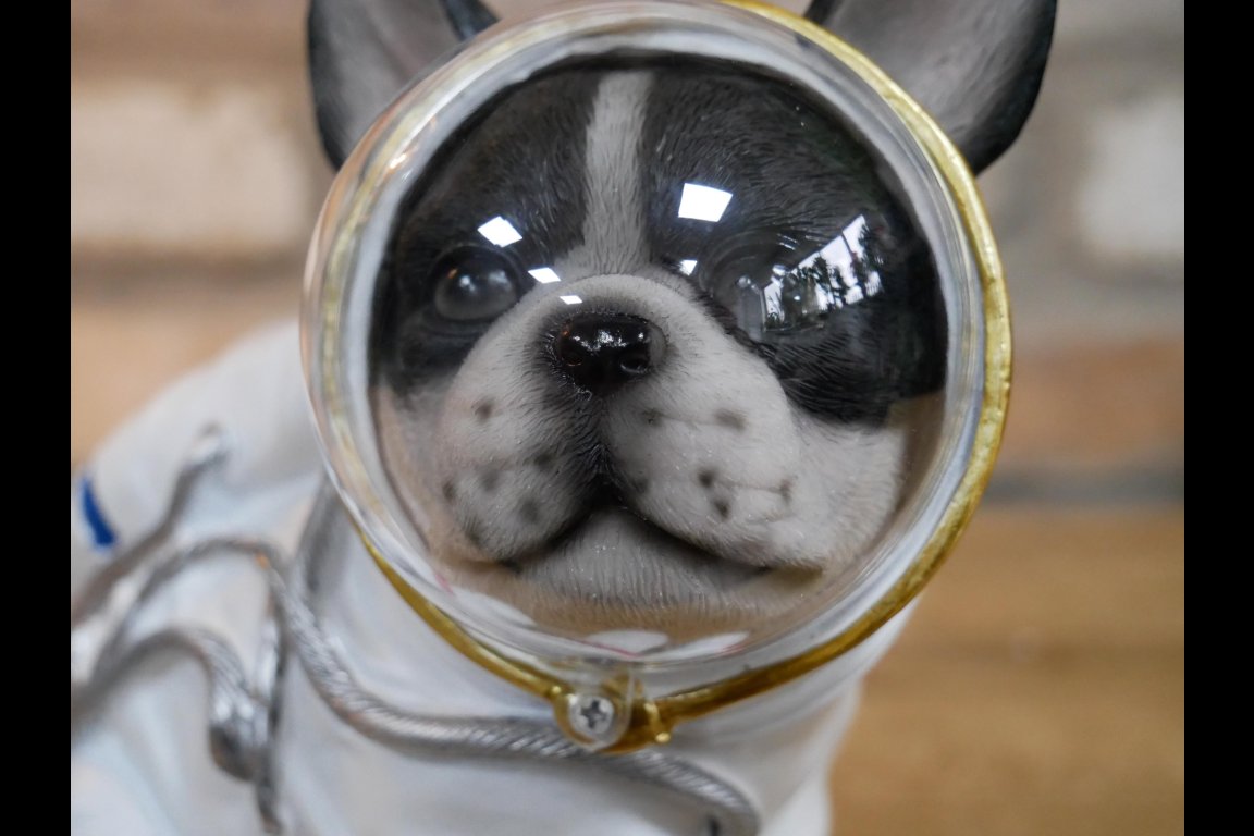 Space Dog