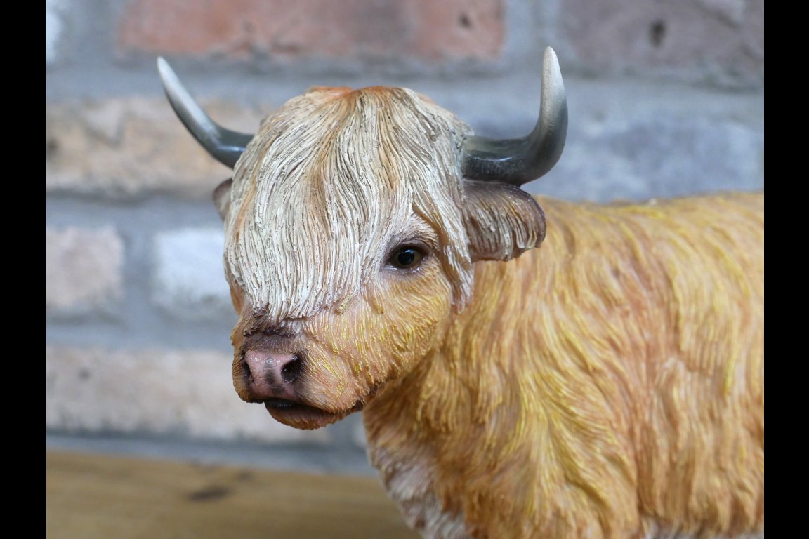 Highland Cow