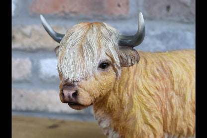 Highland Cow
