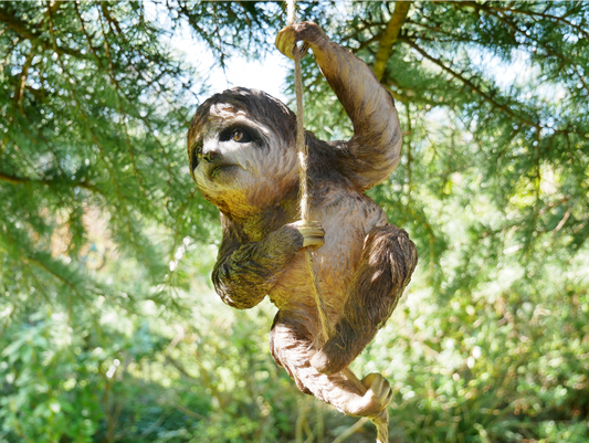 Climbing Sloth