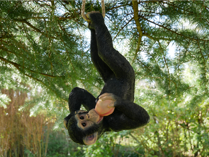 Climbing Monkey