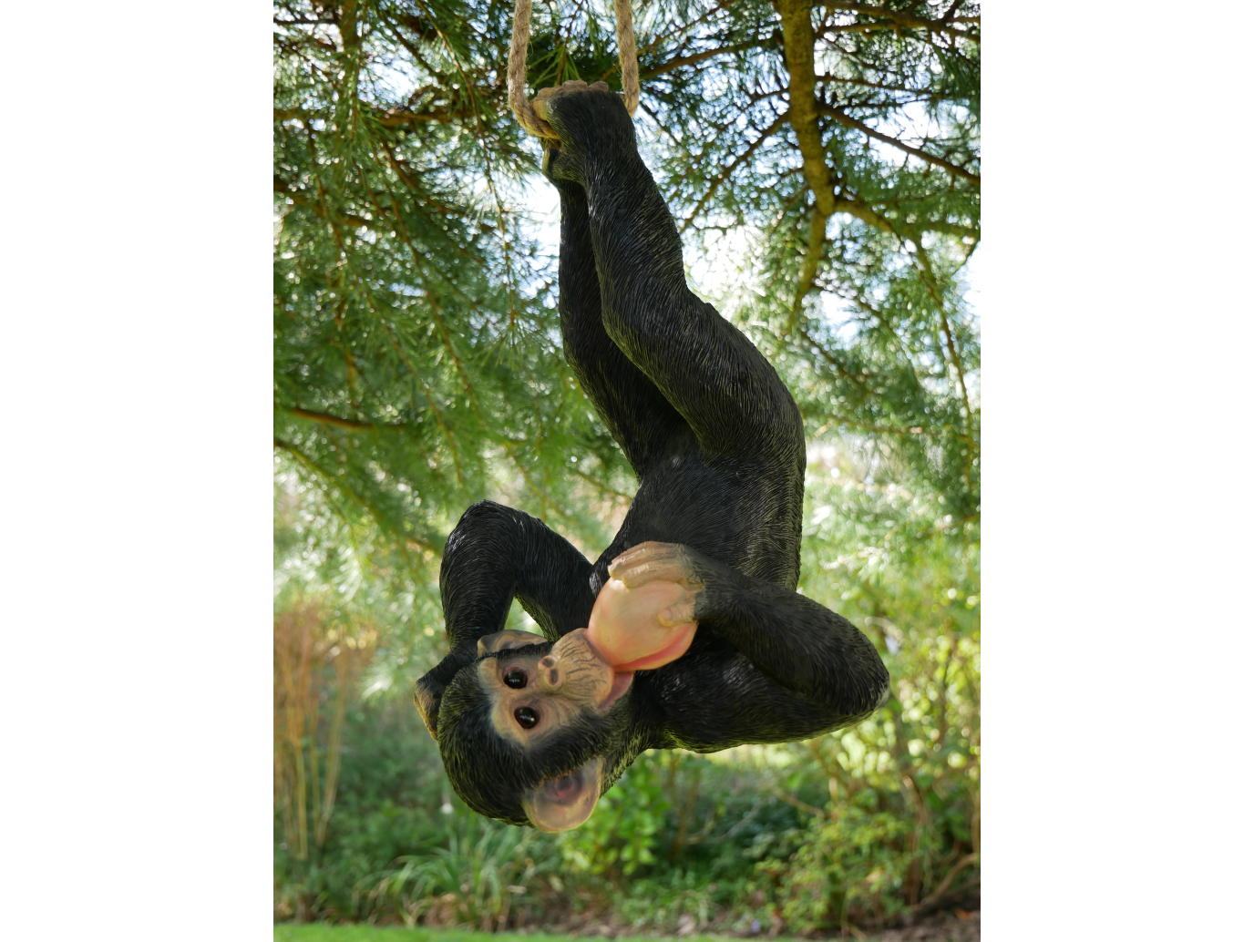 Climbing Monkey