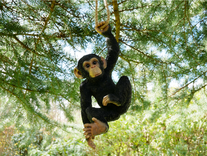 Climbing Monkey