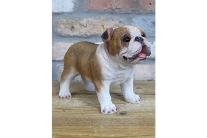 Bulldog