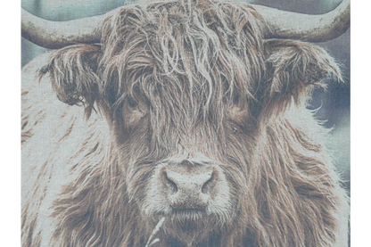 Wall Art - Highland Cow