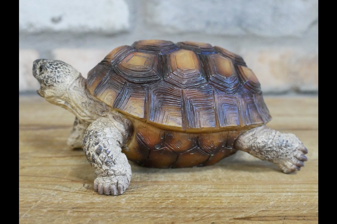 Tortoise
