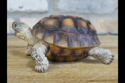 Tortoise