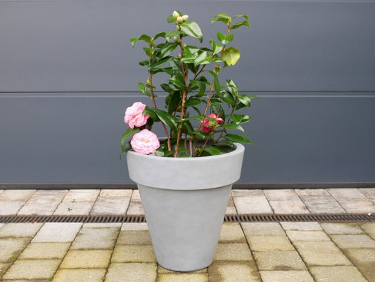 Plant Pot