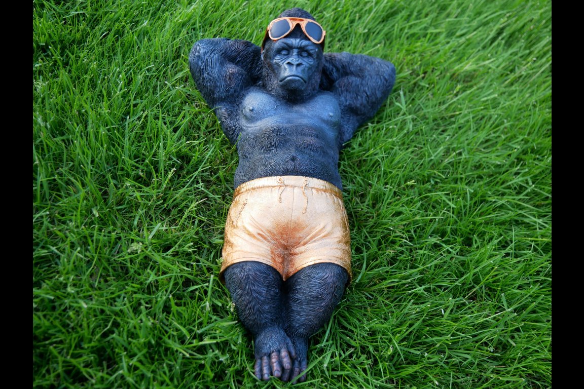 Chilling Gorilla