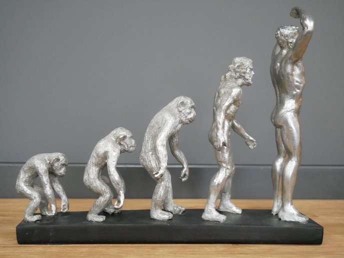 Human Evolution