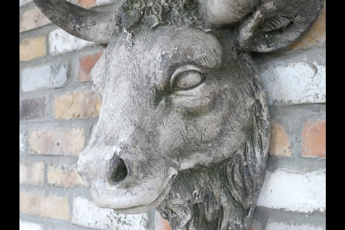 Cow Head