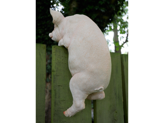 Hanging Pig