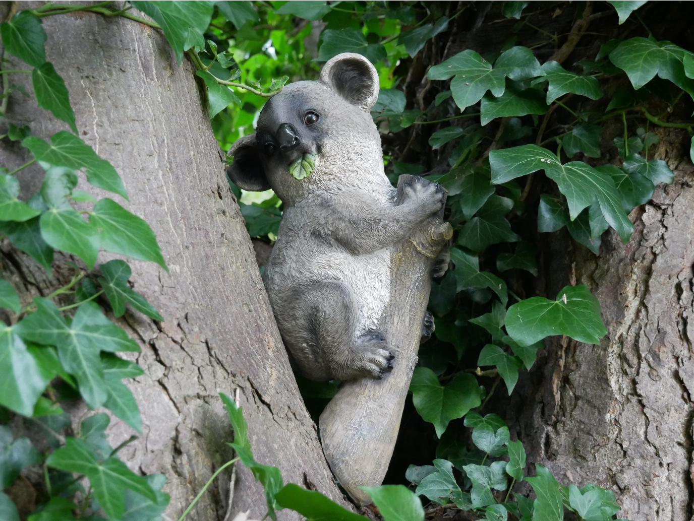 Koala On Branch