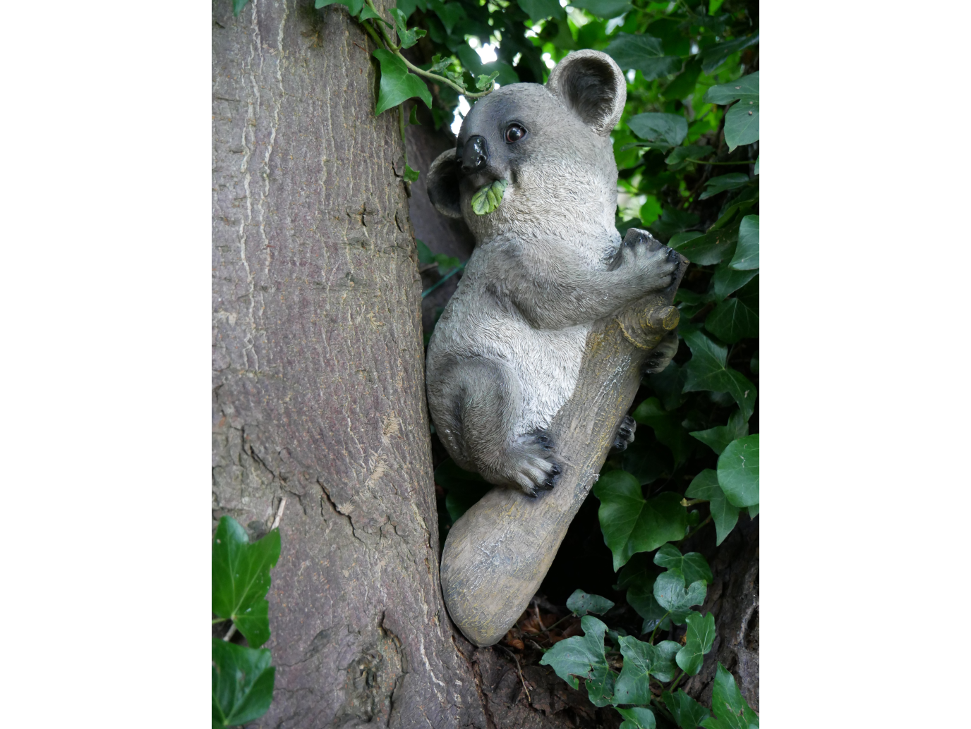 Koala On Branch