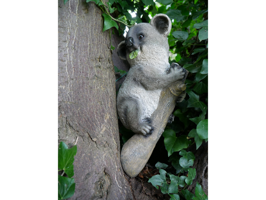 Koala On Branch