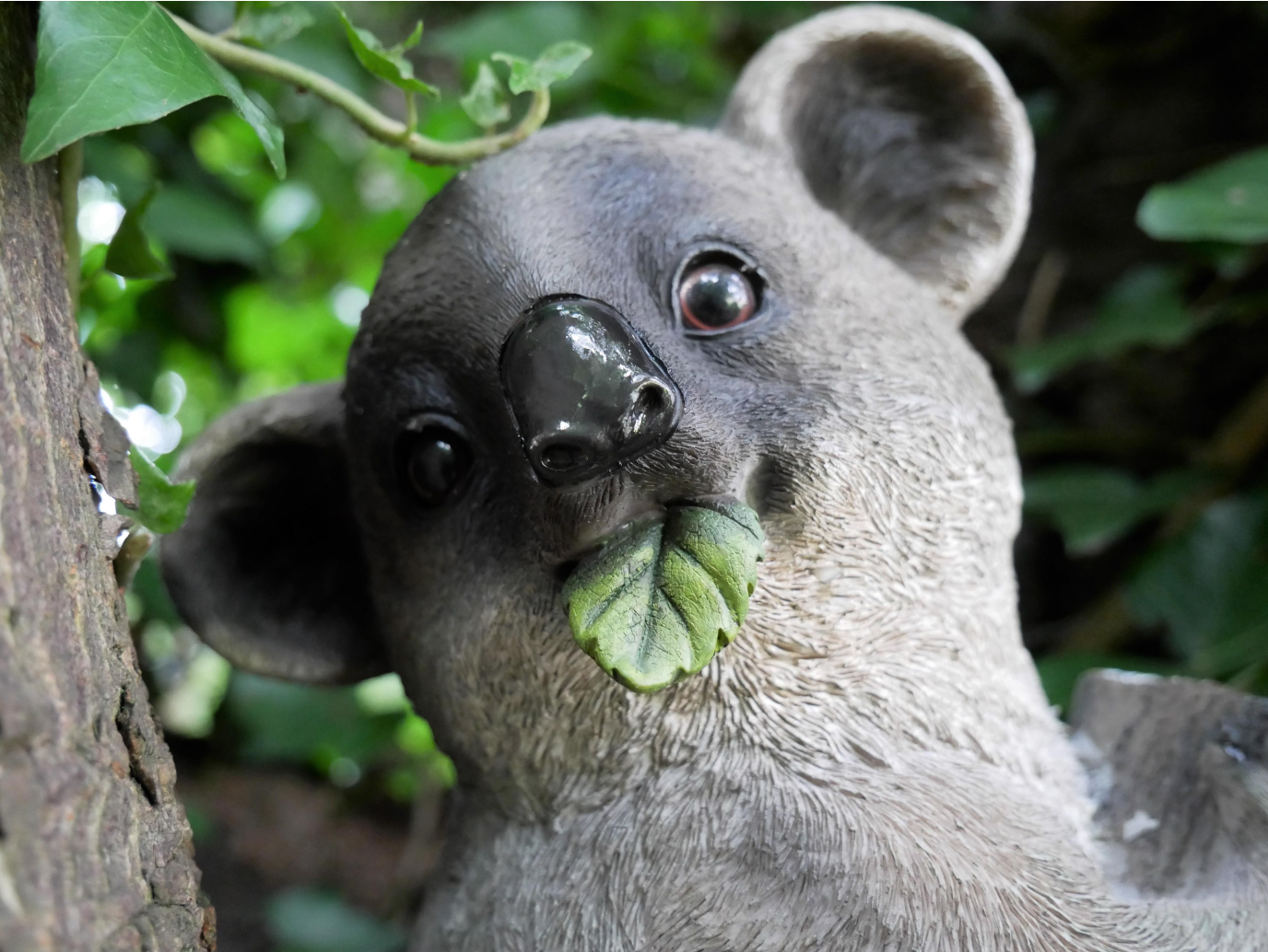 Koala On Branch