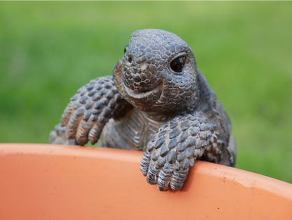 Pot Hanging Tortoise