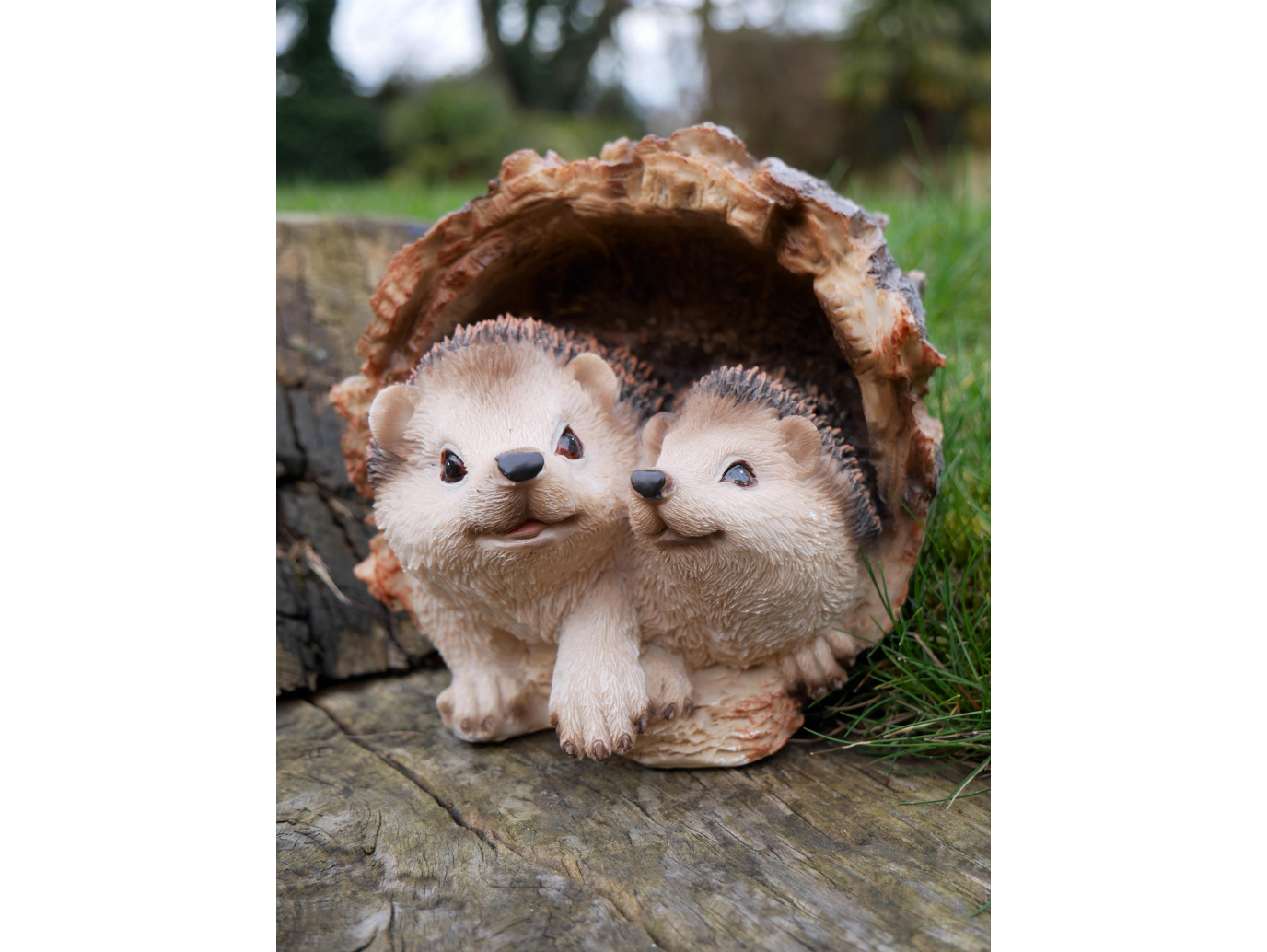 Hedgehogs In Log