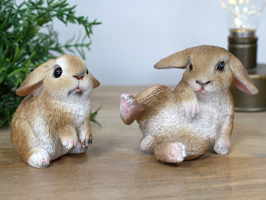 Mini Rabbits