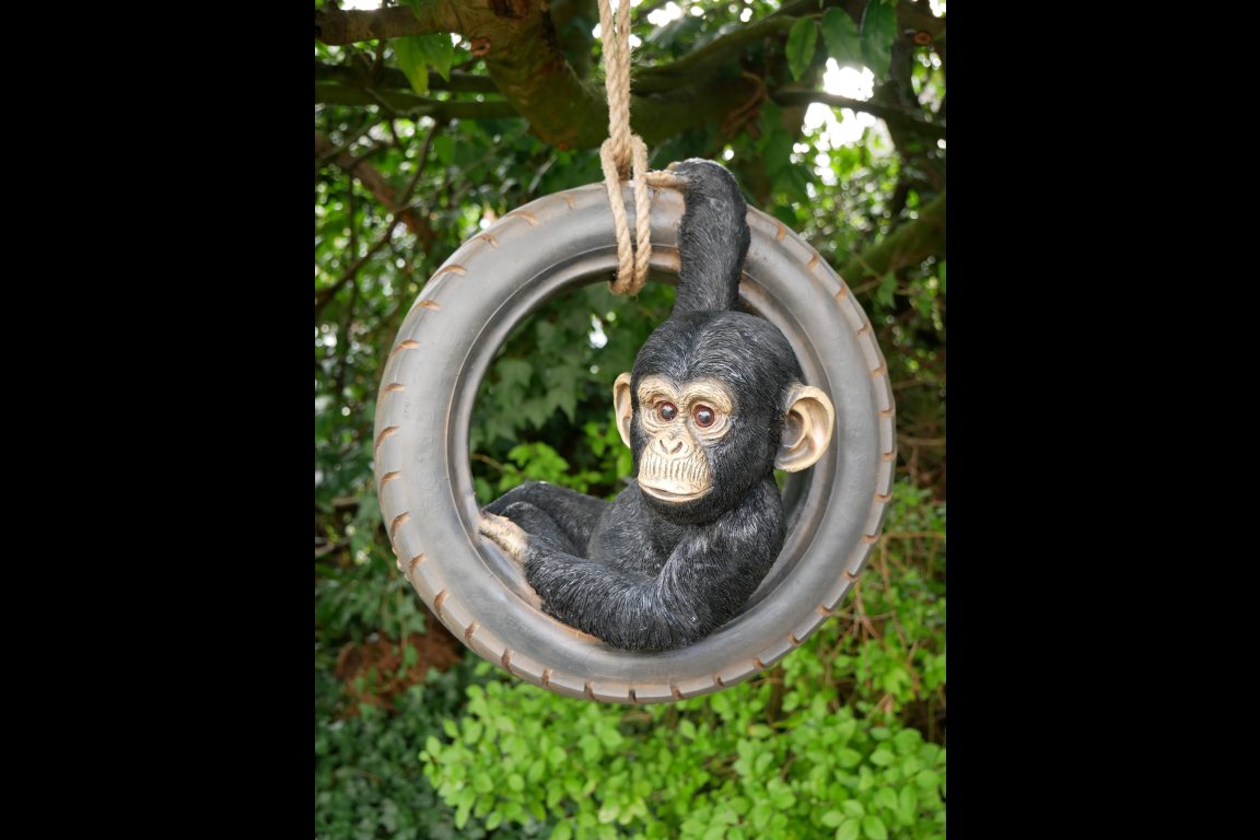 Chimpanzee On Tyre Swing