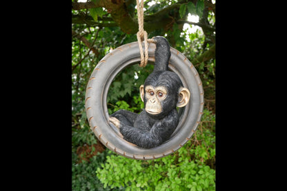 Chimpanzee On Tyre Swing