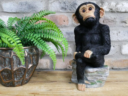 Monkey Sat On Rocks