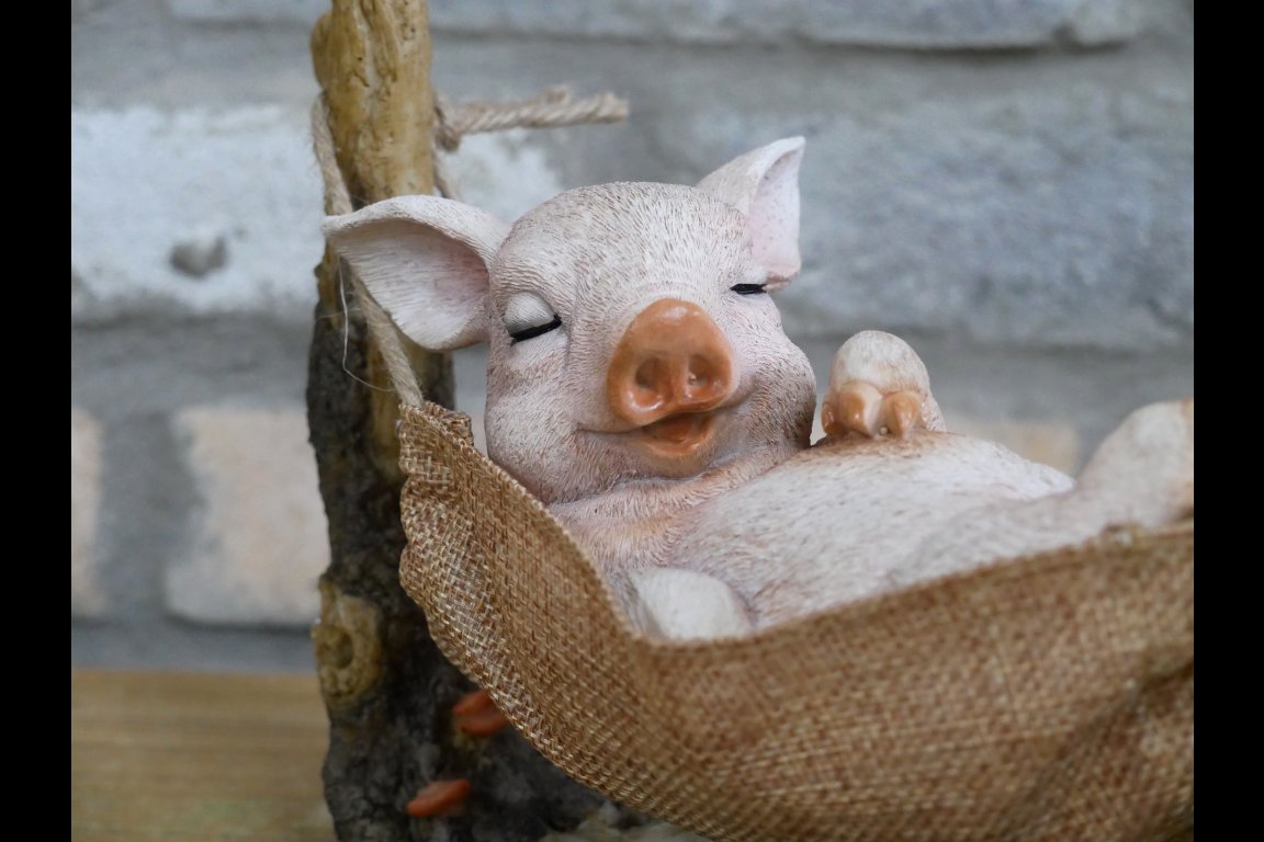 Pig In Hammock