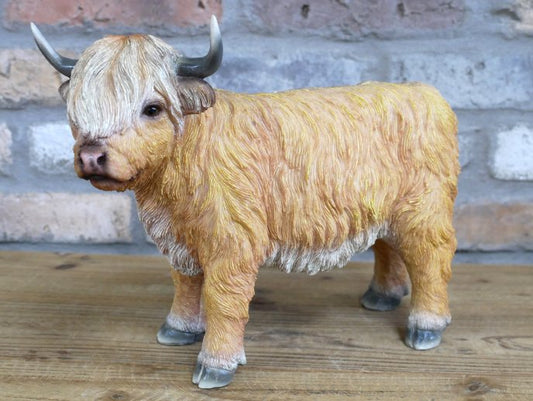Highland Cow