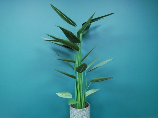 Artificial Canna