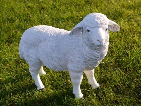 Standing Sheep
