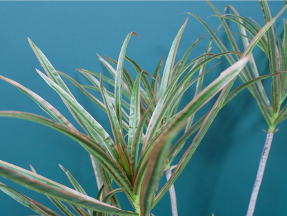 Artificial Dracaena