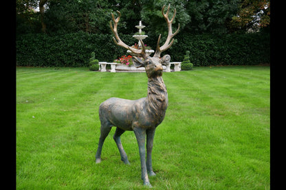 Stag