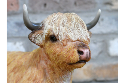 Laying Highland Cow