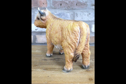 Highland Cow
