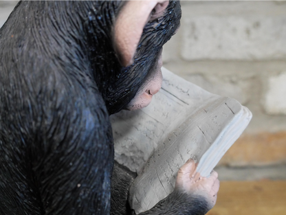 Monkey Reading The News