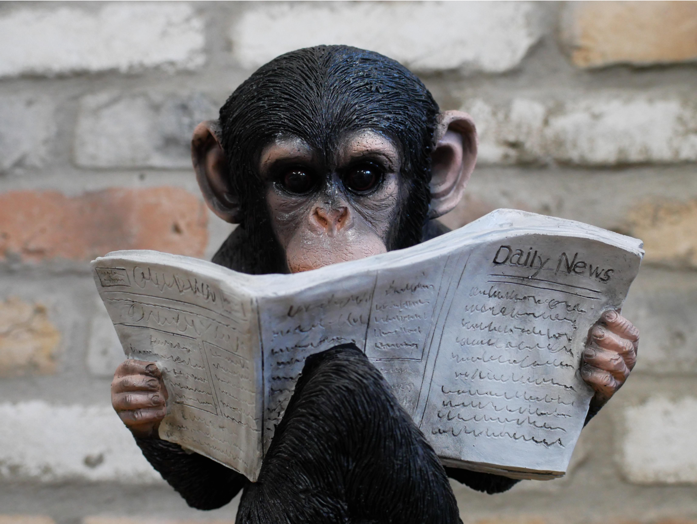 Monkey Reading The News