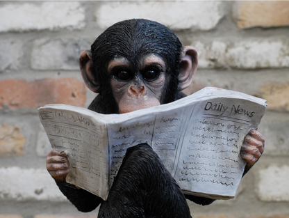 Monkey Reading The News