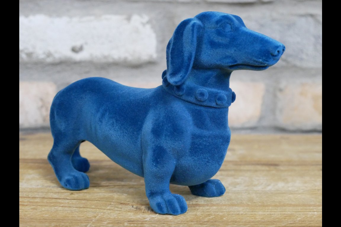 Blue Dachshund Dog