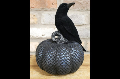 Crow On Pumpkin