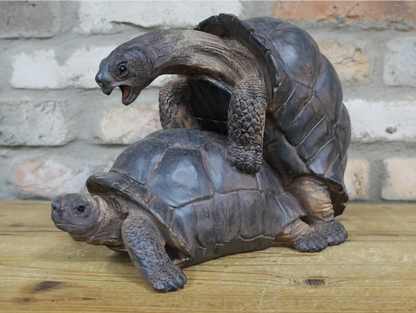 Happy Tortoises